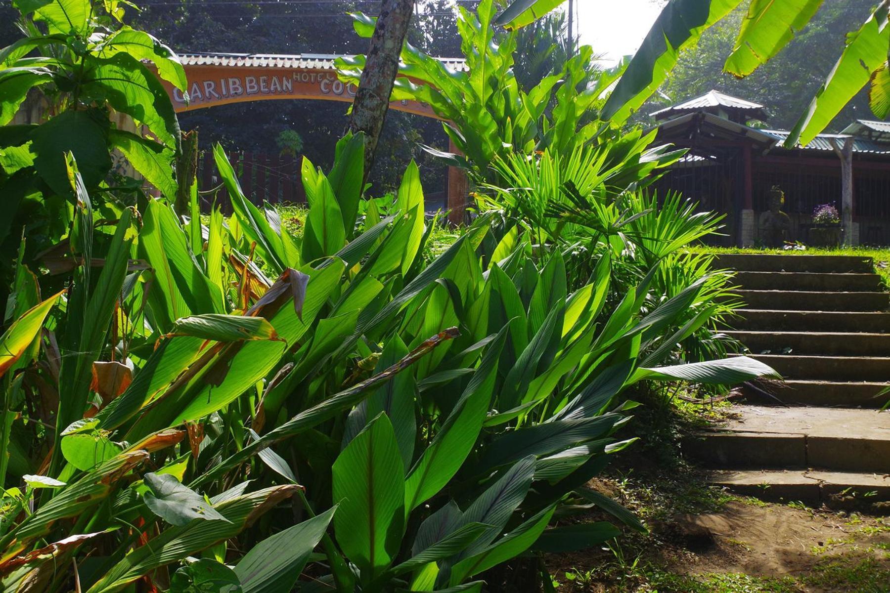 Casa Caribbean Coconut 호텔 까위따 외부 사진